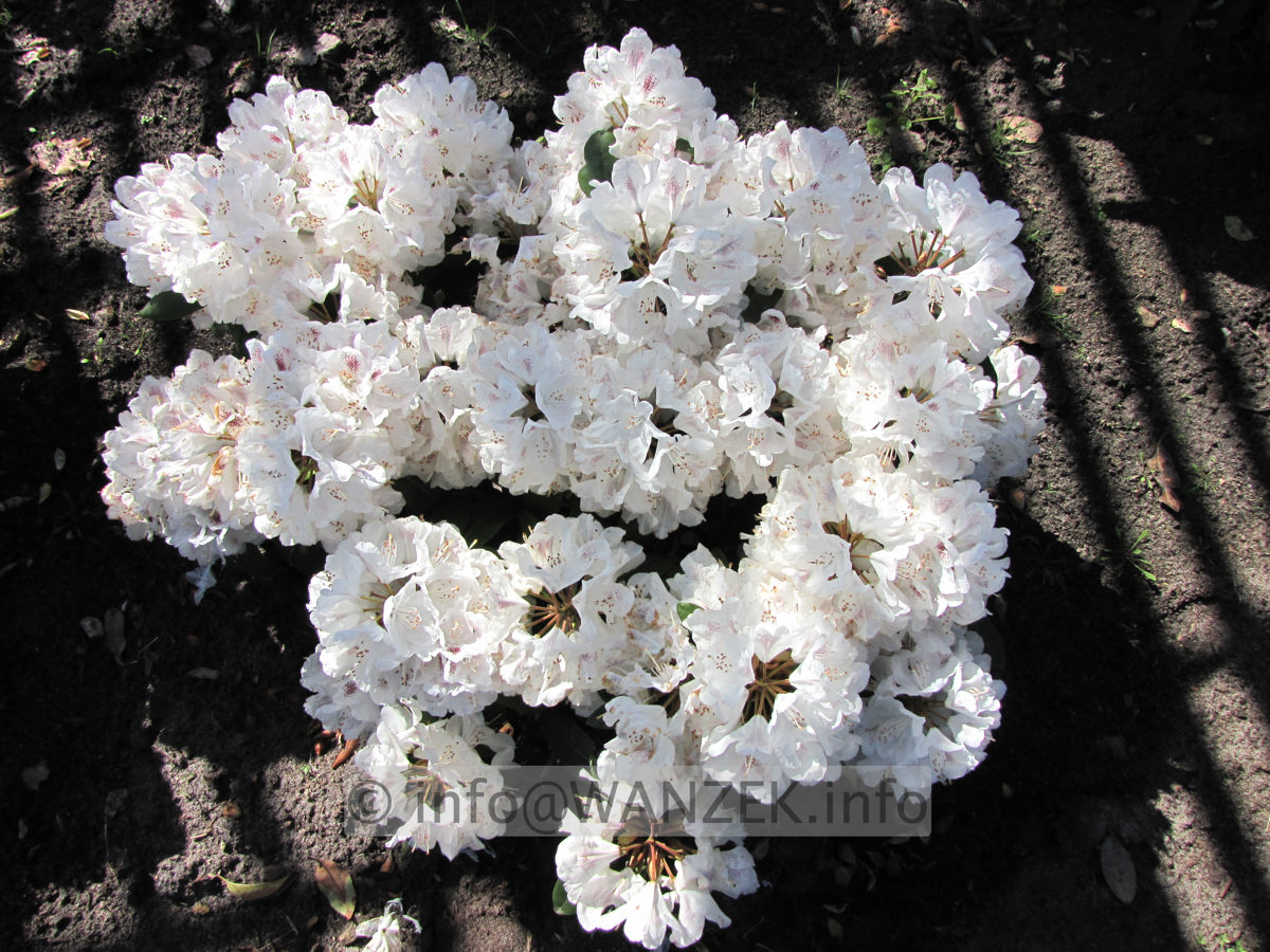 Rhododendron Schneebucket.JPG